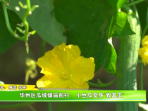 华州区瓜坡镇庙前村：小丝瓜变身“致富瓜”