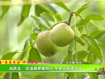 大荔“最美枣园”评选展播（十）——尚跃龙：控温施肥做到位 冬枣品质提升快