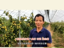 大荔“最美棗園”評選展播——張全喜：我的棗園寬敞明亮便于勞作