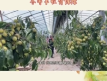 大荔“最美棗園”評選展播——黨明緒：更新枝組保產量 冬棗豐收有保障