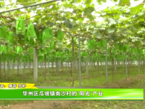 华州区瓜坡镇南沙村的“阳光”产业