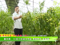 大荔“最美枣园”评选展播（九）——秦天琪：90后小伙返乡创业 枣园种出“金蛋蛋”