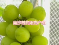 華州區瓜坡鎮南沙村：“陽光玫瑰”打造鄉村振興金名片