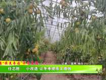 大荔“最美枣园”评选展播（十一）——任志胜：“小改造”让冬枣提质又增效