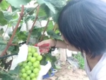 韩城市金城办南涧西村的葡萄熟了！