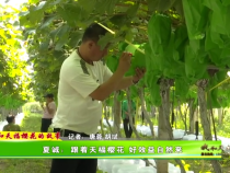 【我和天福樱花的故事】夏诚：跟着天福樱花 好效益自然来