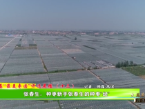 大荔”最美枣园“评选展播(十三) —— 张春生：种枣新手张春生的种枣“经”