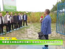 觀摩夏玉米新品種示范展示 促進(jìn)我市玉米品種創(chuàng)新優(yōu)化