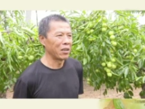大荔“最美枣园”评选展播——杨振海：我的冬枣环剥环割不一样