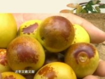 大荔“最美棗園”評選展播（十三）——張春生：種出客商掂呢搶呢的冬棗  我有自己的原則