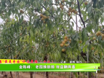 大荔“最美枣园”评选展播（十二）——金陈峰：老园换新颜 效益翻两番