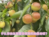 冬枣标准化栽培记住这几点！