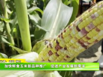 加快鲜食玉米新品种推广   促进产业发展新需求