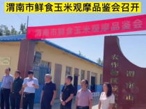 渭南市鲜食玉米观摩品鉴会召开