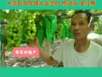 天福樱花：“阳光玫瑰”让老杨两口子迎来了他们的“阳光”生活
