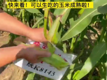 快来看，可以生吃的鲜食玉米成熟啦！