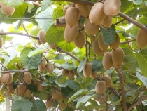 國慶佳節(jié)臨渭特產(chǎn)帶回家