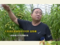 大荔“最美枣园”评选展播（十二）——金陈峰：老园新面貌 效益翻了番