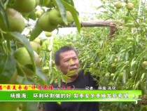 大荔”最美枣园“评选展播（十四）——杨振海：环剥环割做的好 梨枣变冬枣焕发新希望