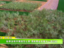 秋季多雨苹果园怎么管 渭南果业发展中心帮您忙