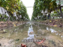 持续阴雨内涝葡萄园这样管