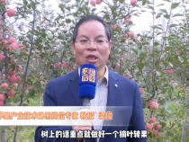 渭南果业发展中心提示，秋淋后苹果园管理要点