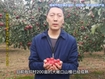 韩城市西庄镇井溢村：驻村第一书记当起农产品“代言人”