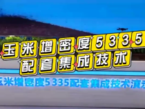 什么是玉米增密度5335配套集成技术？