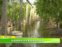 持续阴雨内涝冬枣园该如何管理