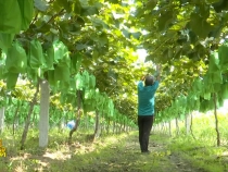 10月27日振興鄉(xiāng)村 美好臨渭