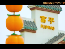 渭南市农业产业全产业链重点链——富平县尖柿全产业链简介
