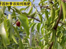 枣园秋季该如何施肥？