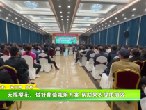 天福樱花：做好葡萄栽培方案 帮助果农提质增效