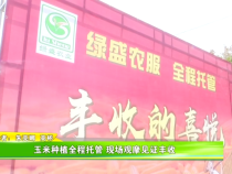 玉米种植全程托管 现场观摩见证丰收