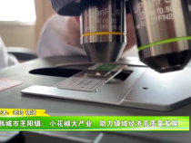 韩城市芝阳镇：小花椒大产业 助力镇域经济高质量发展