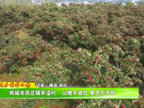 韓城市西莊鎮(zhèn)井溢村：山楂豐收紅 果農(nóng)樂開懷