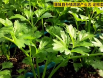 蒲城县孙镇洞坡产业园这里的芹菜论根卖