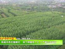 韓城市西莊鎮(zhèn)柳村：林下種植有了它 三產(chǎn)融合效益好