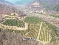 韩城市西庄镇楼枝村因地制宜 大力发展苗木种植产业
