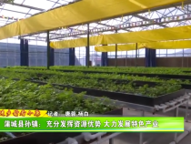 蒲城縣孫鎮：充分發揮資源優勢 大力發展特色產業