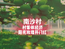 瓜坡镇南沙村：村集体经济不一般