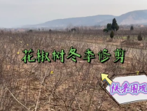 快来围观花椒树冬季修剪