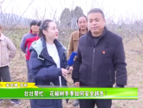 【壮壮帮忙】花椒树冬季如何安全越冬？