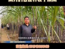 南方的甘蔗种在了渭南，稀罕
