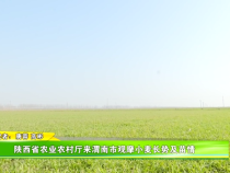 陕西省农业农村厅来渭南市观摩小麦长势及苗情