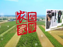 渭视农家四季给大家拜年啦！