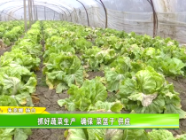 抓好蔬菜生产  确保“菜篮子”供应