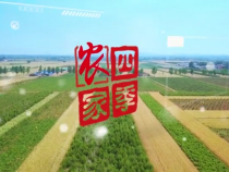 《渭视农家四季》服务三农 助力乡村振兴