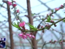 瞰华州：桃花朵朵开  春意融融来