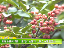 韩城市桑树坪镇：家门口的便利 让群众办事更无忧